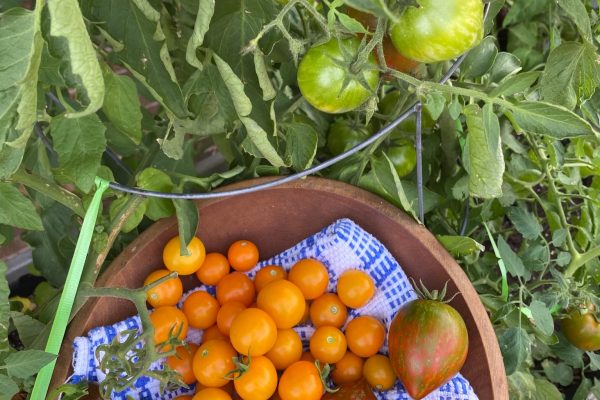 sliver-creek-materials-300